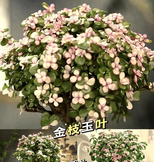 金技玉叶的花语是什么？它代表了哪些含义？