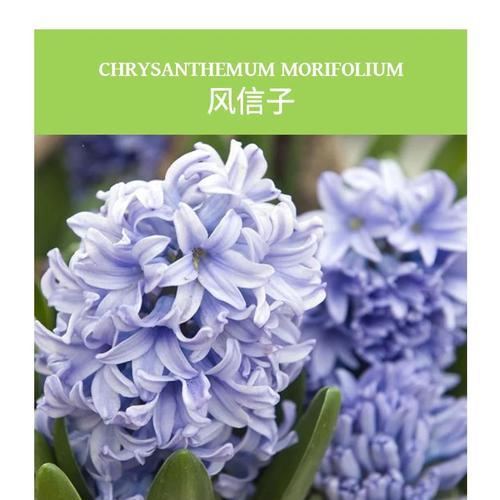 风信子的花语是什么？风信子话花语有哪些含义？