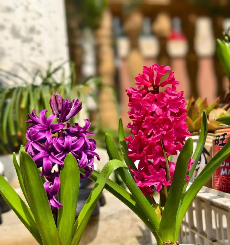 风信子的花语是什么？风信子话花语有哪些含义？