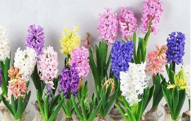 风信子的花语是什么？风信子话花语有哪些含义？