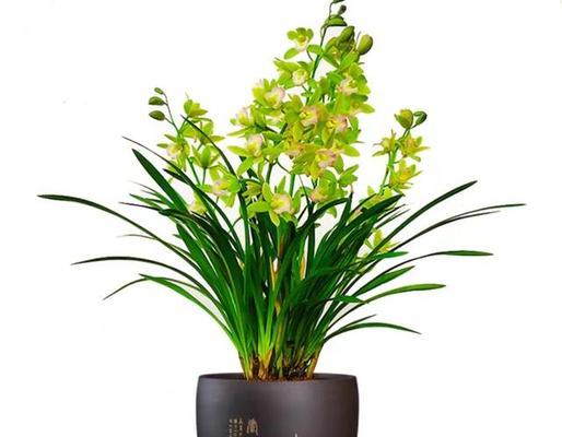 千叶菊的花语是什么意思？千叶菊象征着什么？