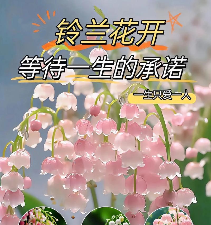 重瓣铃兰的花语有哪些？重瓣铃兰代表了什么？