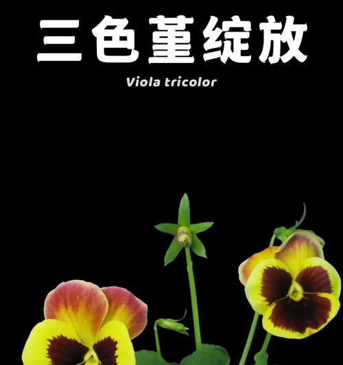 三色董的花语是什么？三色董花语有哪些含义？