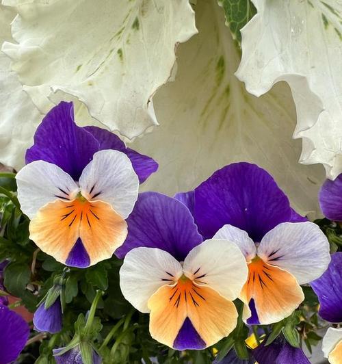 三色董的花语是什么？三色董花语有哪些含义？