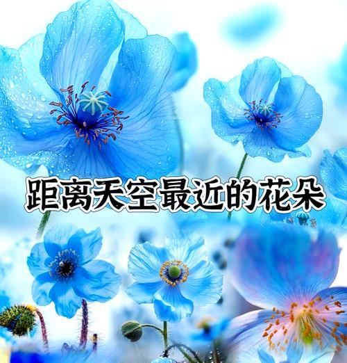 绿朱草的花语是什么意思？绿朱草象征着什么？
