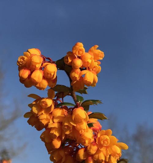 绿朱草的花语是什么意思？绿朱草象征着什么？