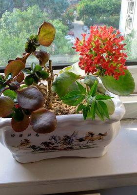 牧舟花的花语有哪些？牧舟花代表了什么？