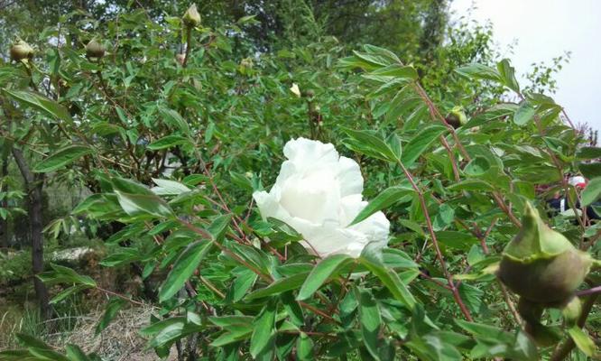 牧舟花的花语有哪些？牧舟花代表了什么？