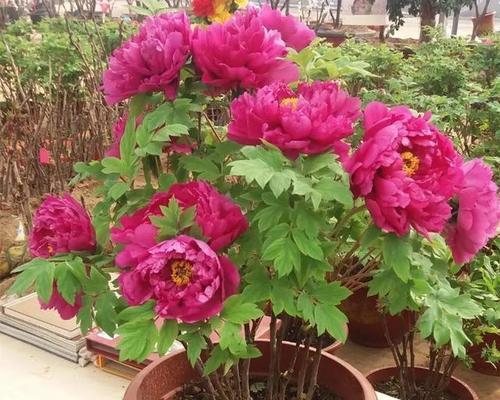 牧舟花的花语有哪些？牧舟花代表了什么？