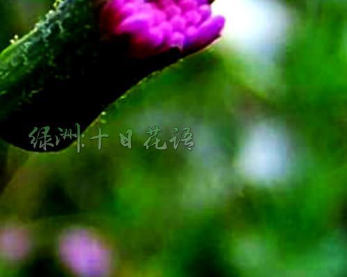 紫背兰的花语是什么？紫背兰象征着什么？