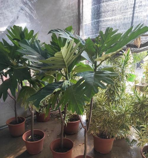 春羽树的花语是什么意思？春羽树代表了什么？