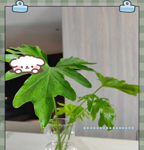 春羽树的花语是什么意思？春羽树代表了什么？