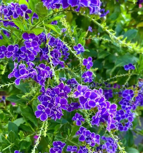 金露花的花语是什么？金露花代表了哪些含义？