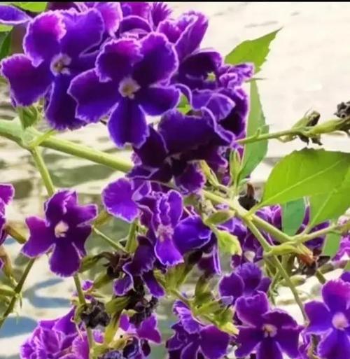 金露花的花语是什么？金露花代表了哪些含义？