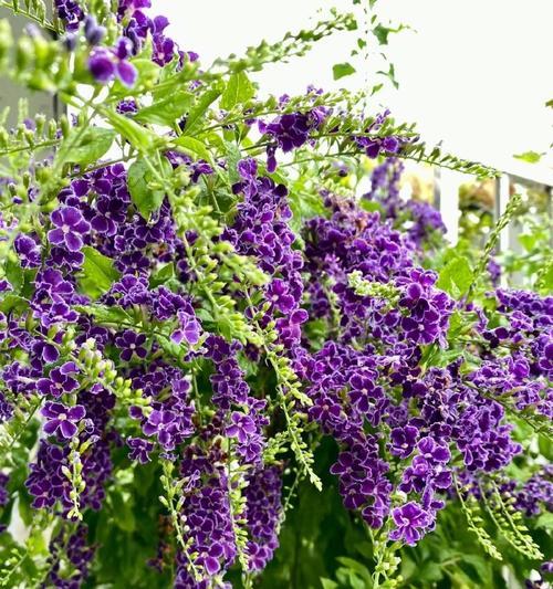 金露花的花语是什么？金露花代表了哪些含义？