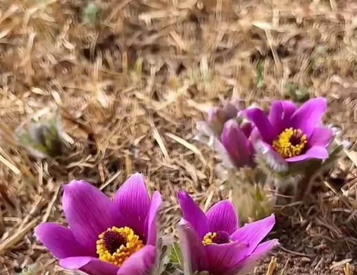 白头翁草花语是什么？它象征着什么意义？