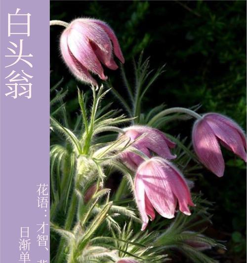 白头翁草花语是什么？它象征着什么意义？