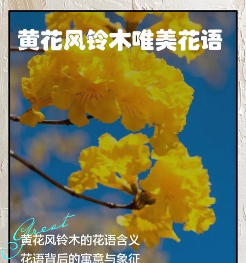 红风铃木的花语有哪些？它代表了哪些情感？