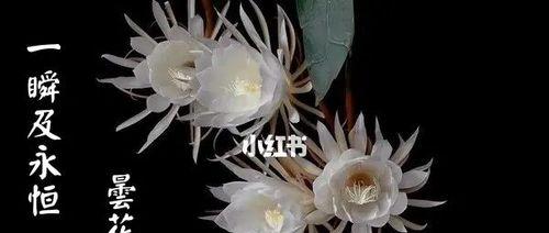 昙花的花语象征着什么？它在文化中扮演什么角色？