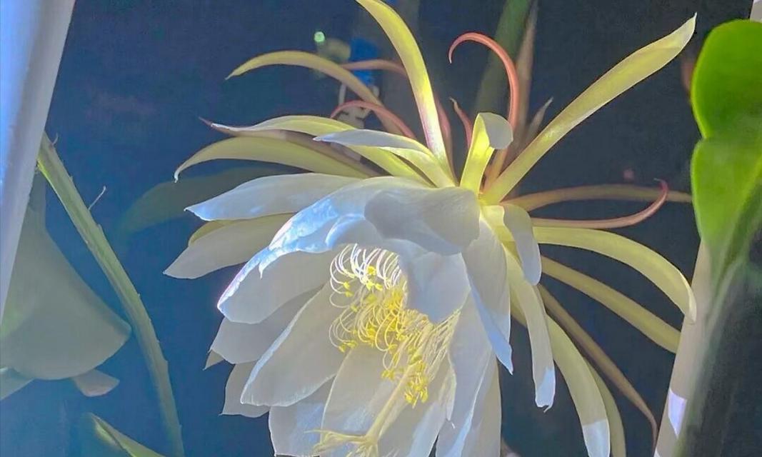 昙花的花语象征着什么？它在文化中扮演什么角色？