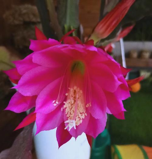 昙花的花语象征着什么？它在文化中扮演什么角色？