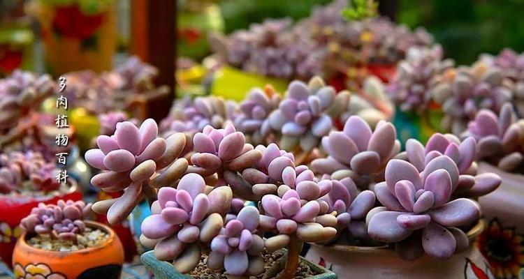 桃之卵的花语是什么？它传递了怎样的信息？