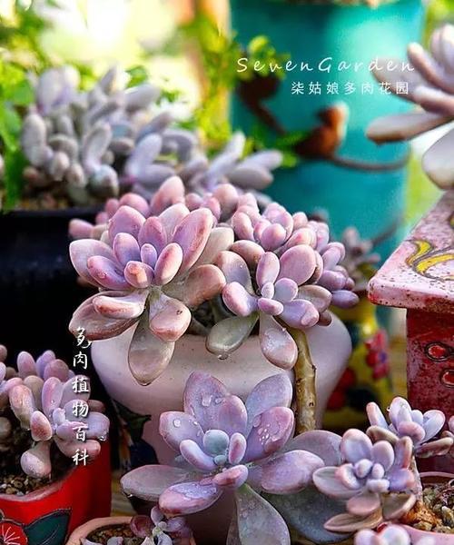 桃之卵的花语是什么？它传递了怎样的信息？