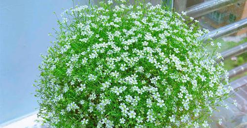 蹄盖蕨的花语是什么？它有何特别含义？