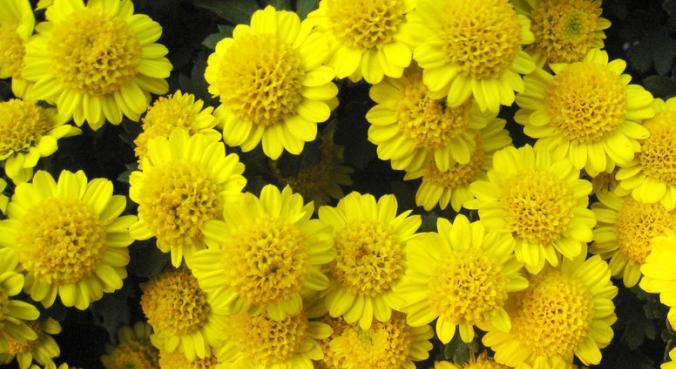 蹄盖蕨的花语是什么？它有何特别含义？