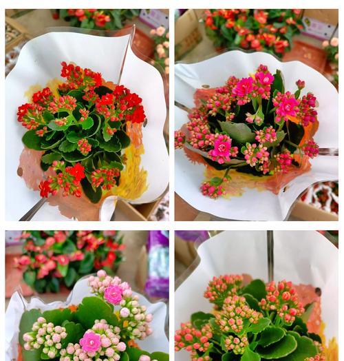 八色花的花语有哪些？它代表了哪些寓意？