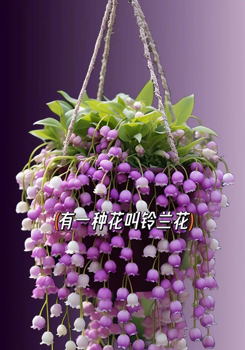 八色花的花语有哪些？它代表了哪些寓意？