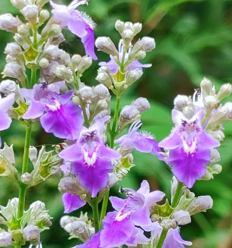 红豆杉花的花语是什么？它传递了什么信息？
