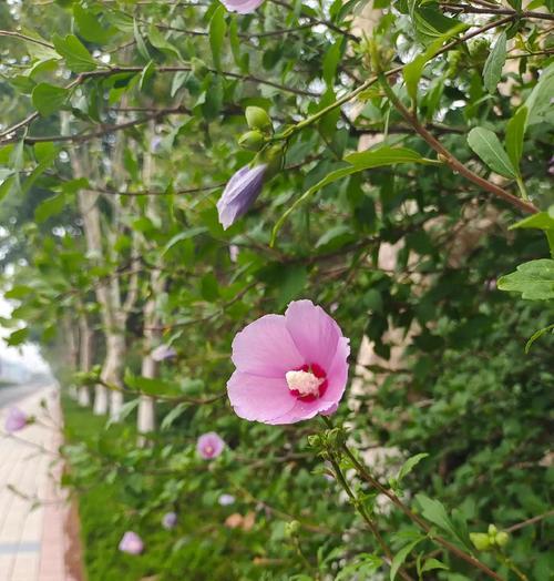 碎花木槿的花语是什么？它象征着什么？