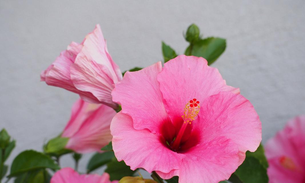 碎花木槿的花语是什么？它象征着什么？