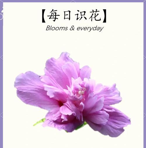 碎花木槿的花语是什么？它象征着什么？