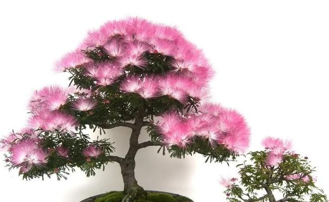缨溧花的花语是什么？它有何特别含义？