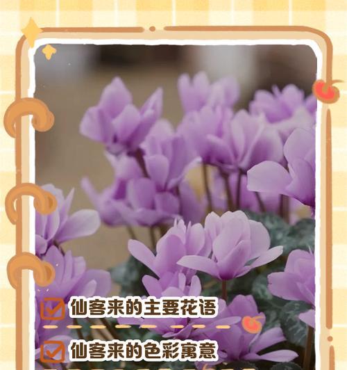 绿植也有花语吗？它们通常象征着什么？