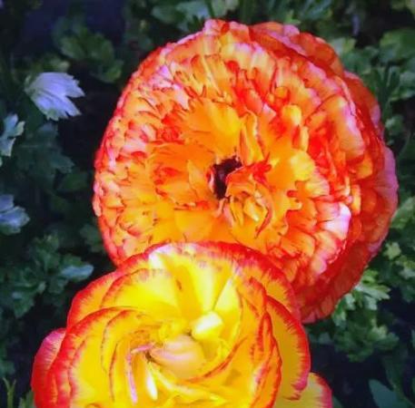 葡枝无茛的花语是什么？它代表了哪些情感？