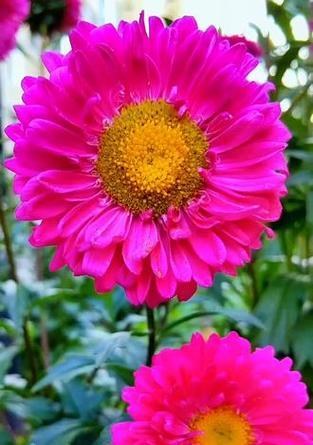 重瓣翠菊的花语是什么？它有何特别含义？