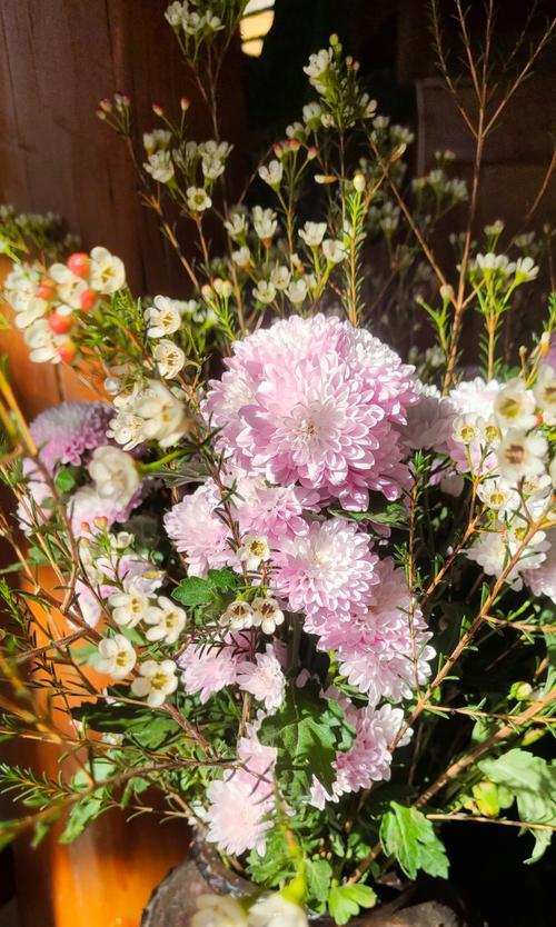 重瓣翠菊的花语是什么？它有何特别含义？