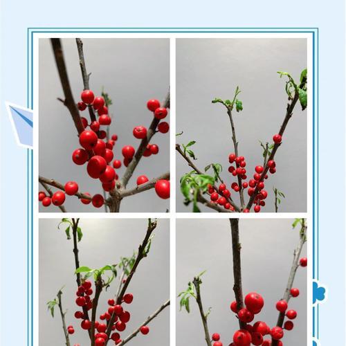 鲜切冬青的花语是什么？它象征着什么？