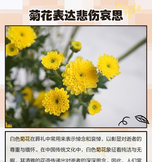 球球菊花的花语是什么？它代表了哪些寓意？
