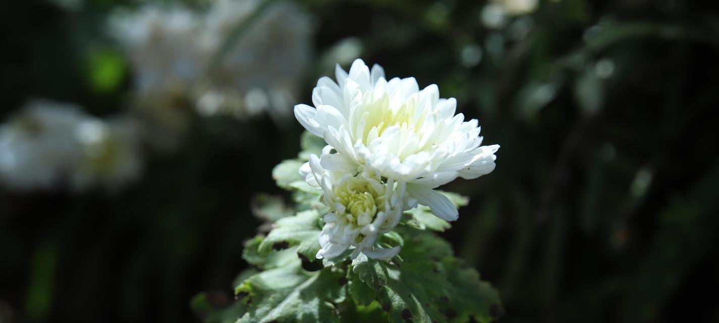 球球菊花的花语是什么？它代表了哪些寓意？