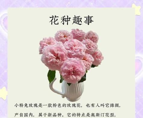 瑰玖花的花语是什么？它有何特别含义？