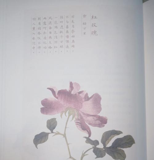 瑰玖花的花语是什么？它有何特别含义？