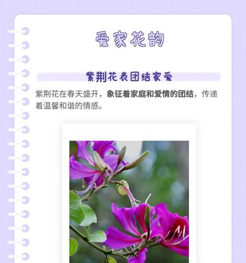 红彩阁的花语是什么？它传递了什么信息？