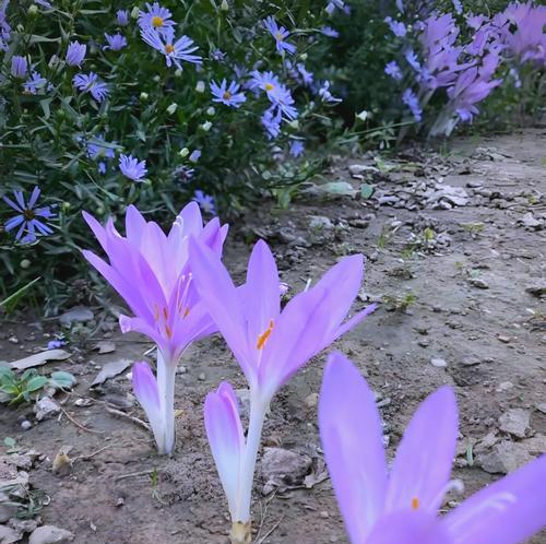 秋水仙花花语有哪些含义？