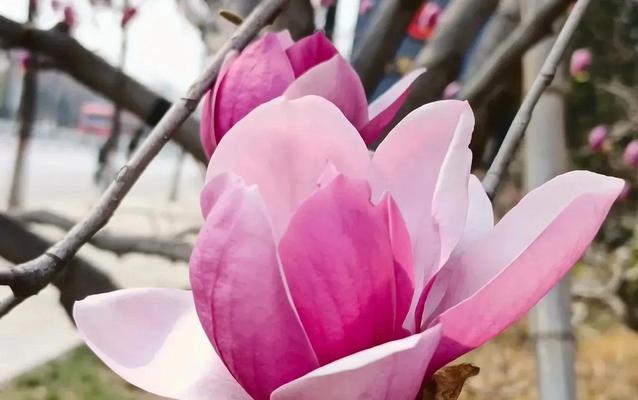 紫玉兰花花语是什么意思？