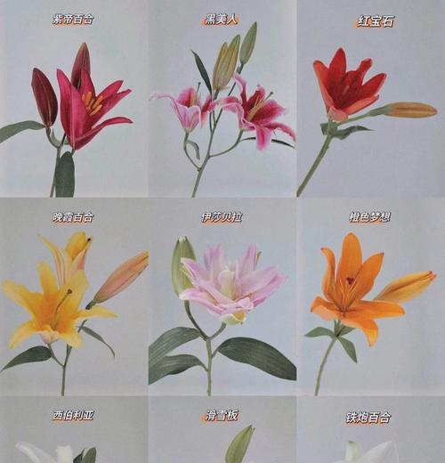 复仇主题的百合花语是什么？