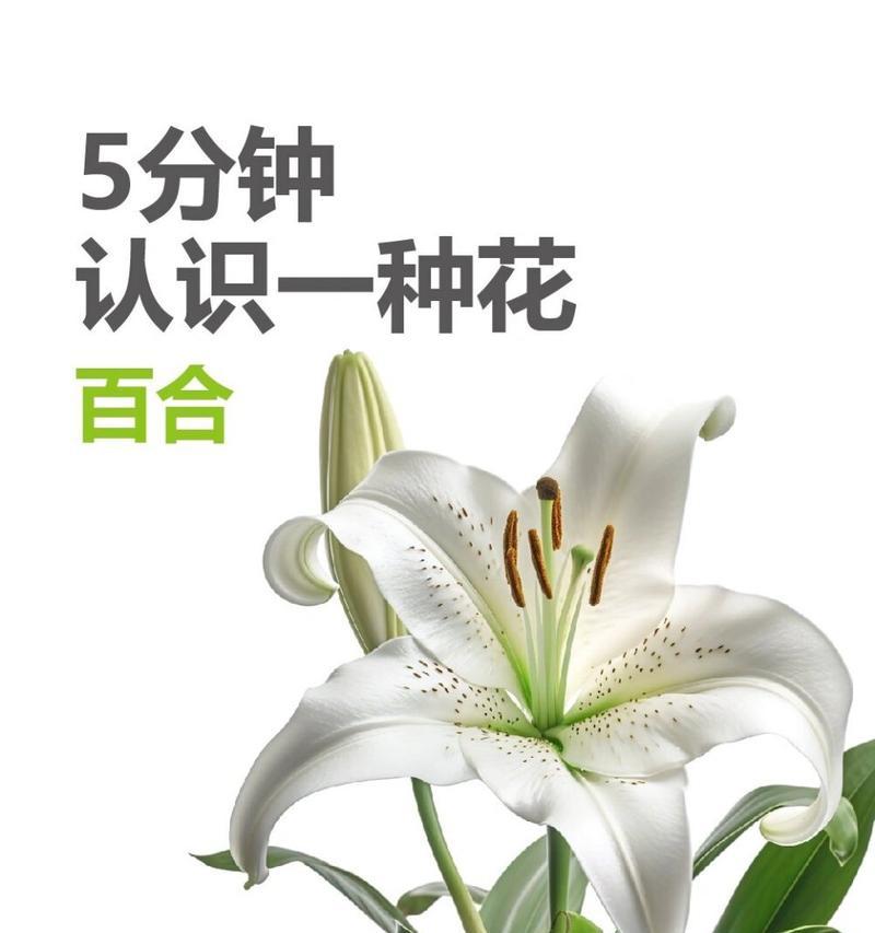 复仇主题的百合花语是什么？